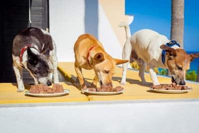 Three dogs eat wet dog food off white plates on the patio of a beach villa.