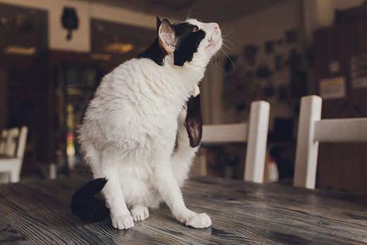 Black and white cat sitting on kitchen table scratches neck. 