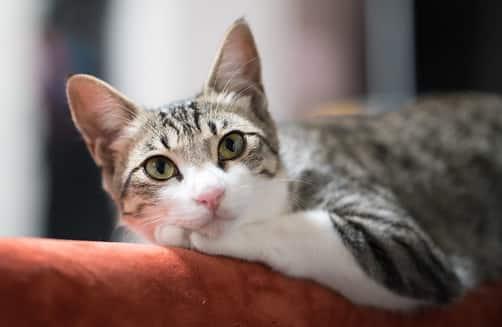 opuštena mačka na kauču