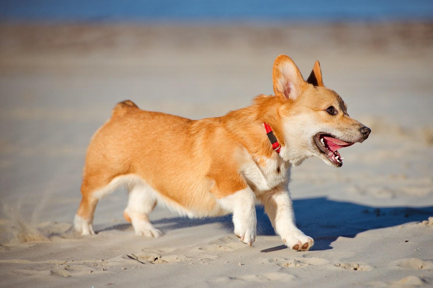 corgi-puppy-running-on-beach Velški korgi na plaži