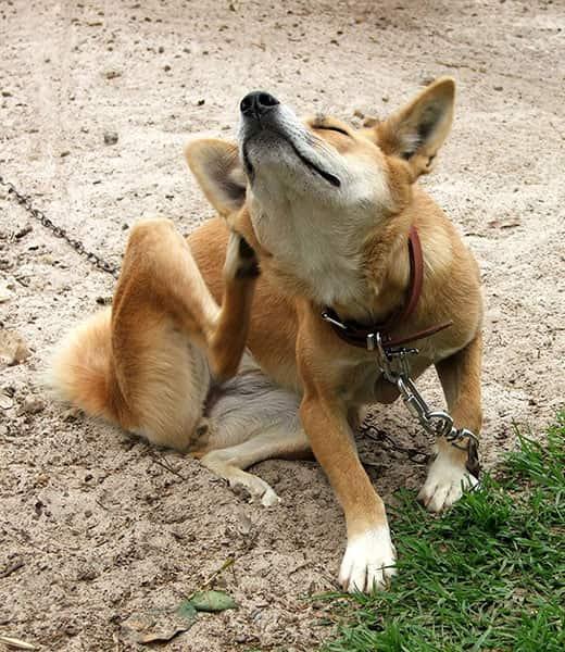 Narančasti pas na povocu sjedi vani i češe se.