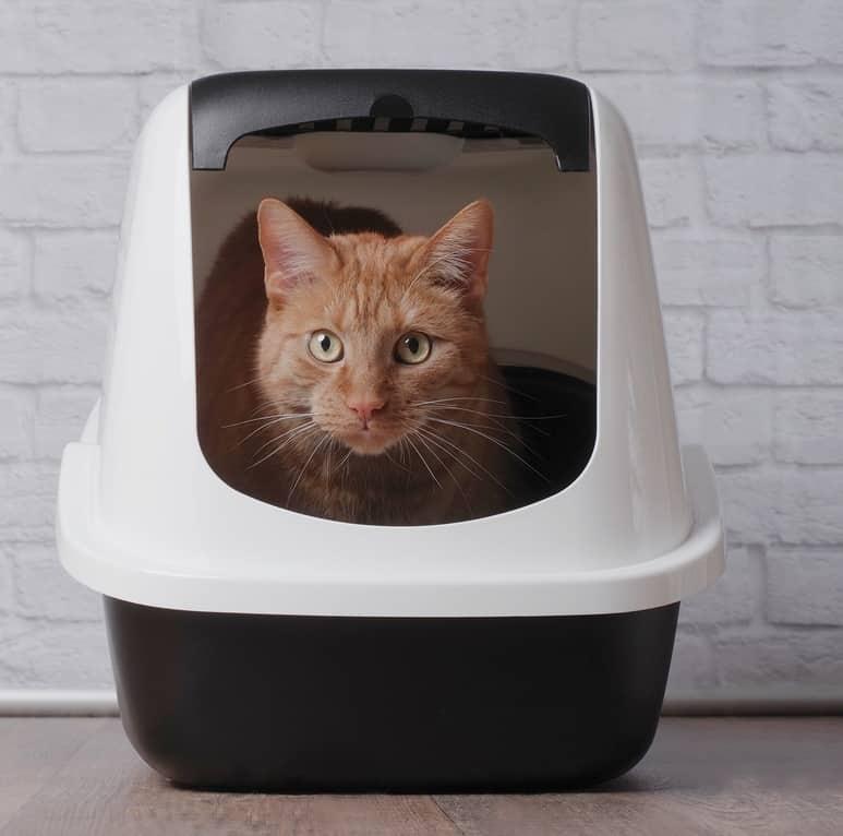 Bijela mačka s plavim ovrantikom zijeva.