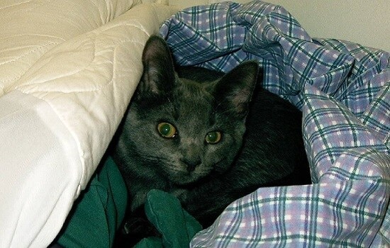 gray-kitten-under-bed-sheets Gray cat with yellow eyes wrapped up in blue plaid bed sheets.