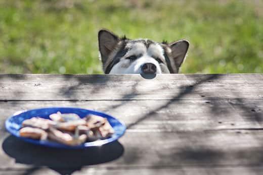 husky-peeking-nose-over-table-to-look-at-food-SW Haski viri preko stola za piknik i gleda hranu na sredini.