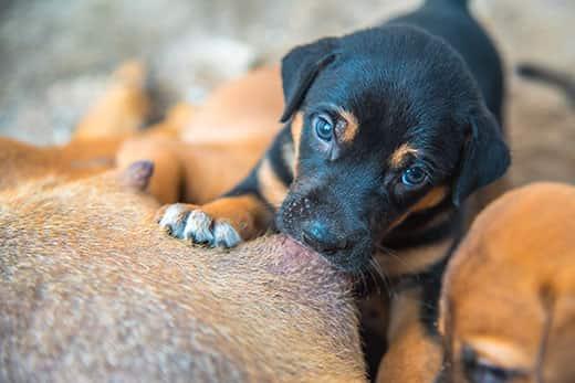 newborn-puppies-nursing-from-mother Novorođeni štenci sišu majčino mlijeko.