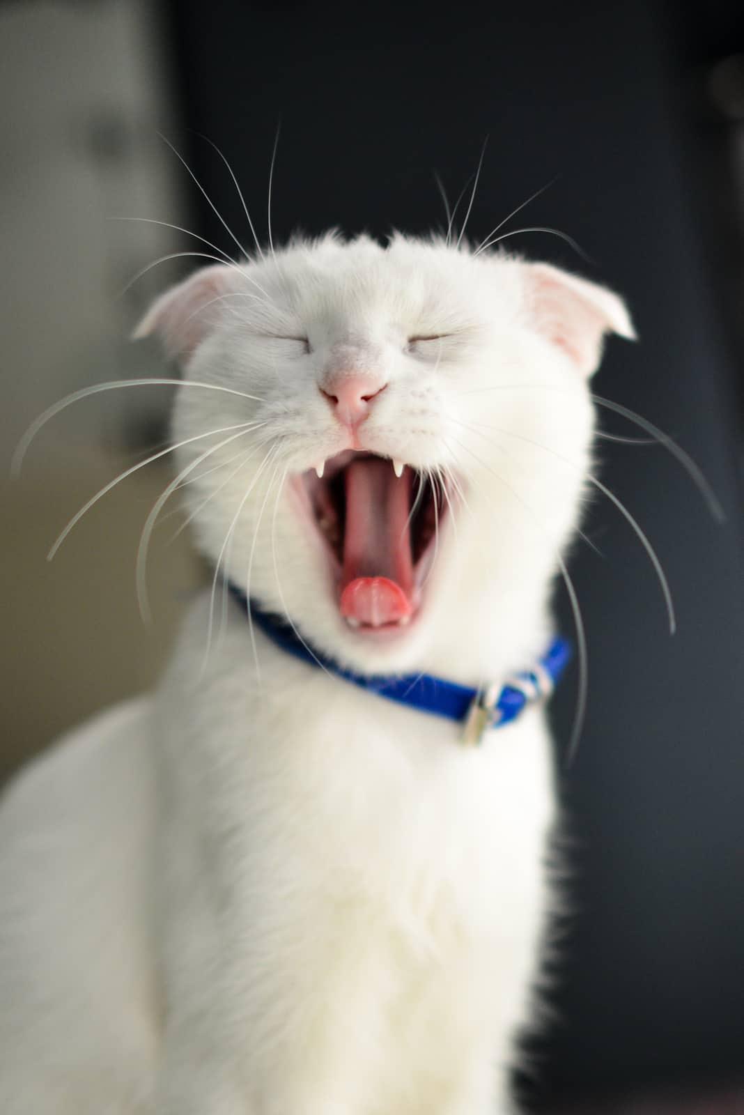 Riđa mačka sjedi u kutiji s pijeskom i gleda u fotoaparat.