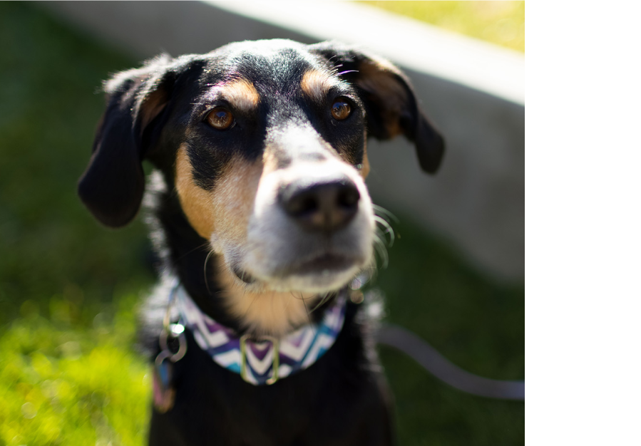 Crni kućni ljubimac pas