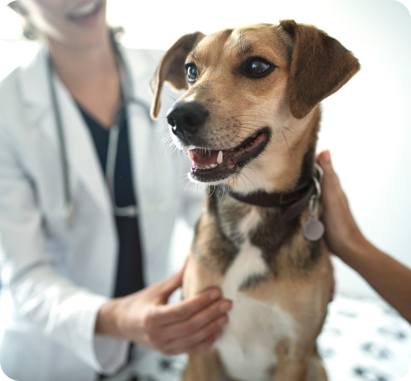 happy dog being examined by a vet