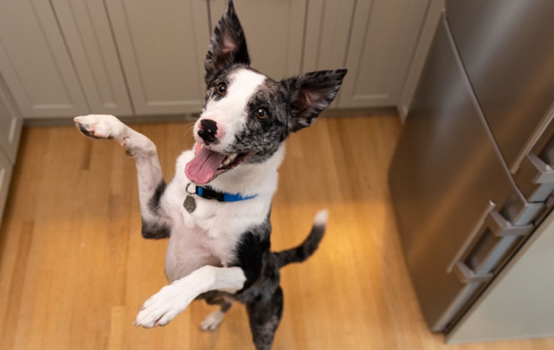 A dog jumping in excitement