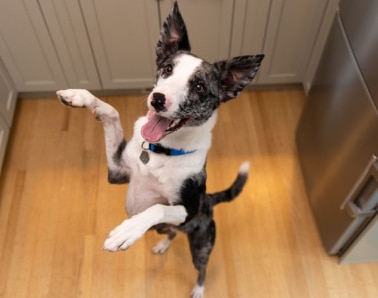 A dog jumping in excitement