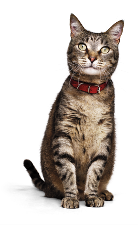 Gray Cat with red collar