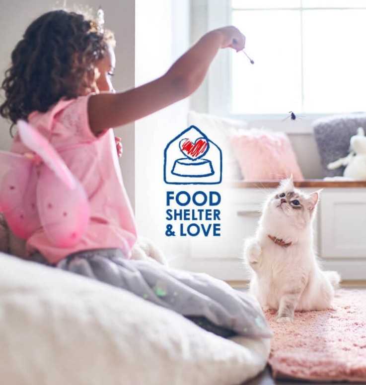 Mlada djevojčica daje poslastice svojoj bijeloj, pahuljastoj mački.