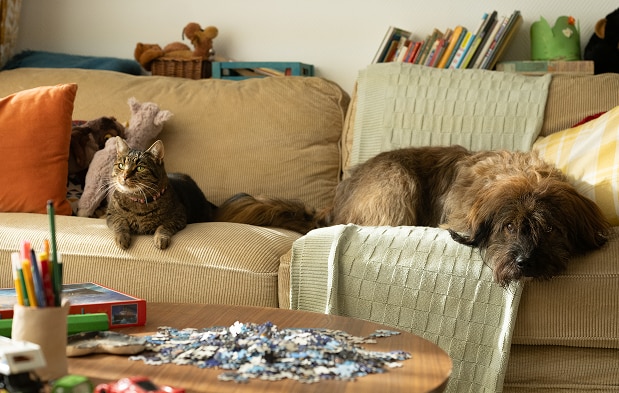 Mačka i pas odmaraju na sofi