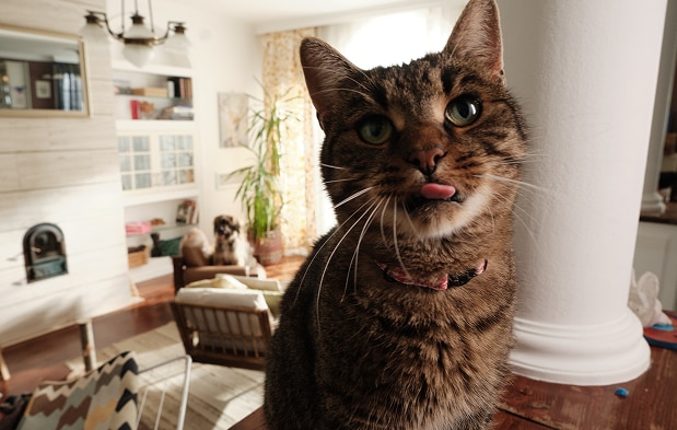 Mačka čeka svoju hranu