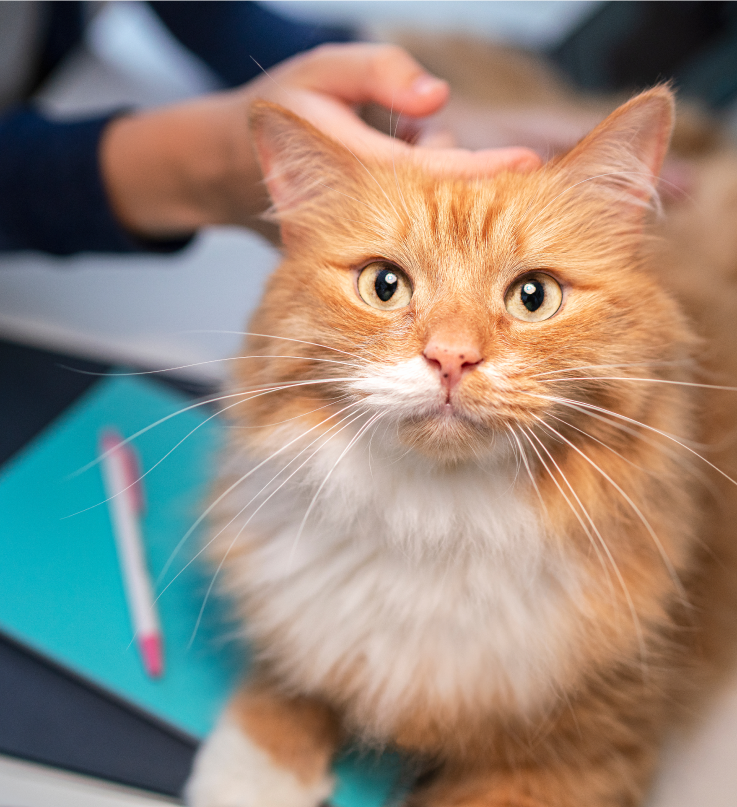 smeđa mačka gleda gore