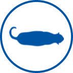 Ikona prekomjerne težine mačke