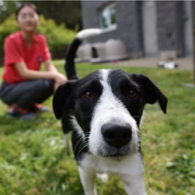 Pas vani pored mlade djevojke