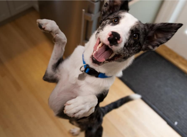 Pas skače od radosti