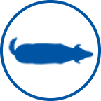 Ikona prekomjernog psa